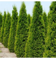 Туя западная Smaragd (Thuja occidentalis) C3  высота 80-100см.