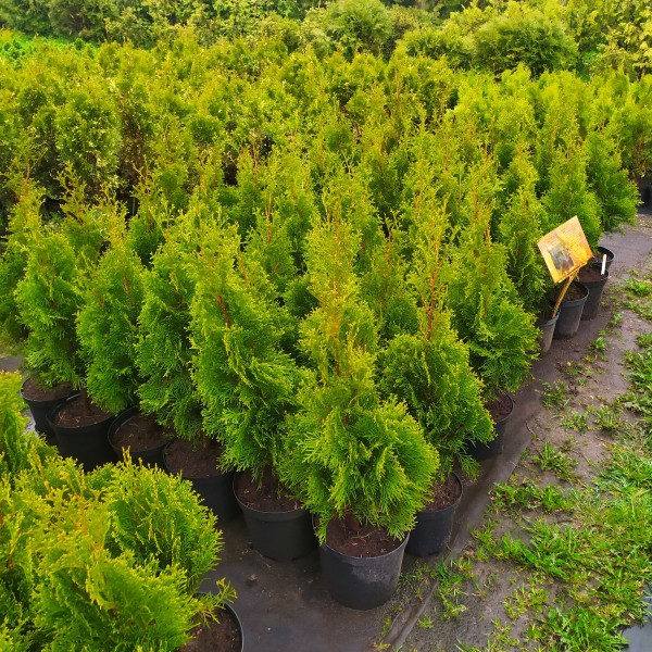 Туя западная Smaragd (Thuja occidentalis) C2  