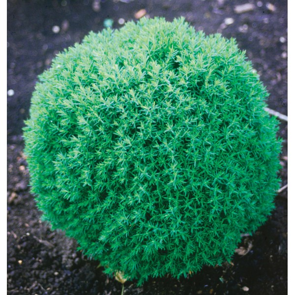 Туя западная Teddy (Thuja occidentalis) С2