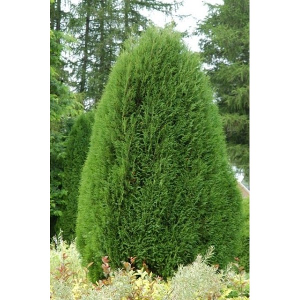 Туя западная Wagneri (Thuja occidentalis) C5