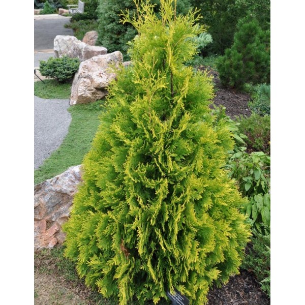 Туя западная Yellow Ribbon (Thuja occidentalis) С2
