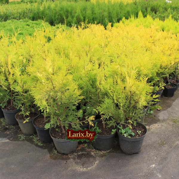 Туя западная Yellow Ribbon (Thuja occidentalis) С2