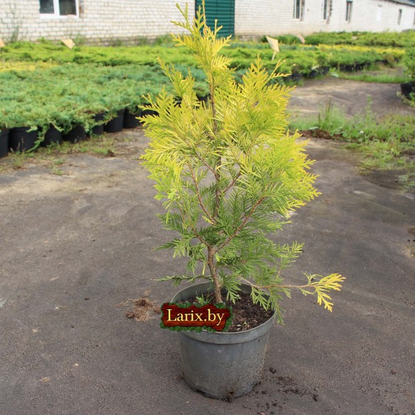 Туя западная Yellow Ribbon (Thuja occidentalis) С2