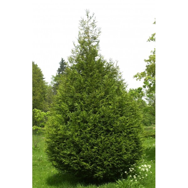 Туя западная Atrovirens (Thuja occidentalis) С7,5