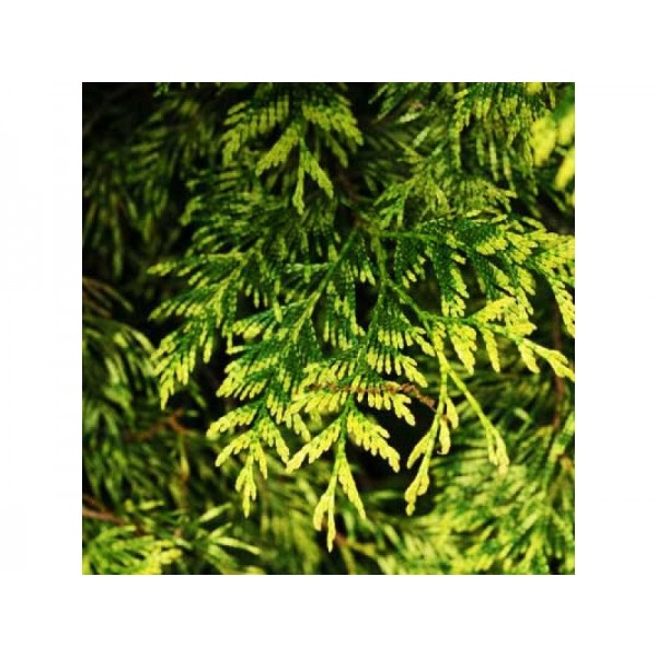 Туя складчатая Зебрина (Thuja plicata Zebrina) С7,5