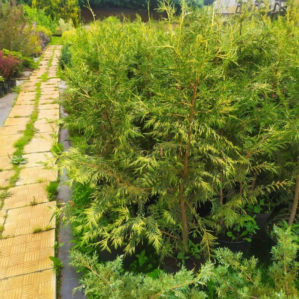 Туя складчатая Зебрина (Thuja plicata Zebrina) С7,5