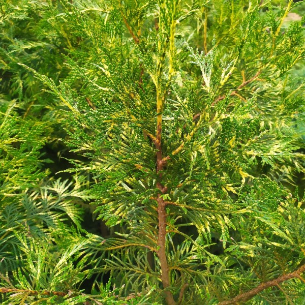Туя складчатая Зебрина (Thuja plicata Zebrina) С7,5