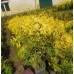 Туя западная Aurescens (Thuja occidentalis) С2 узкоколоновидный сорт, 35-45см высоты
