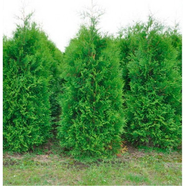 Туя западная Brabant (Thuja occidentalis) р9