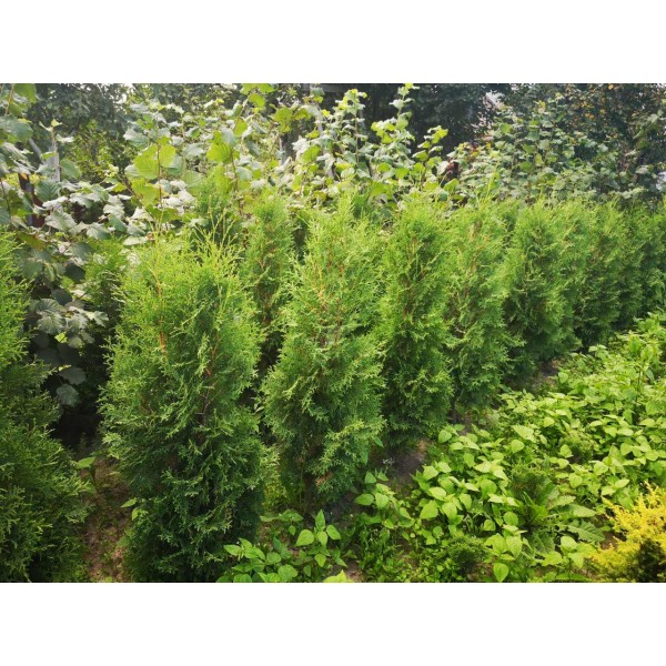 Туя западная Columna (Thuja occidentalis) C25  высота 170-200см.