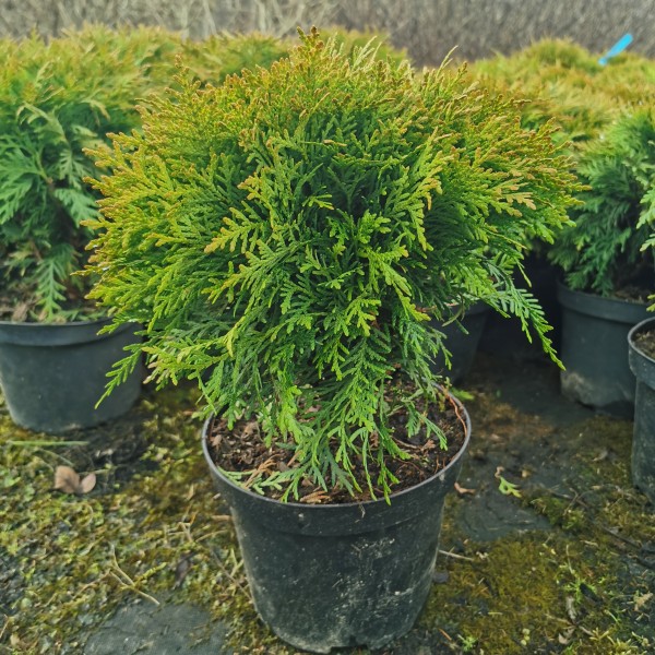 Туя западная Danica (Thuja occidentalis) С5