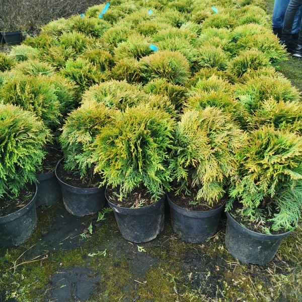 Туя западная Danica (Thuja occidentalis) С5