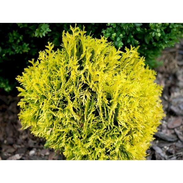 Туя западная Даника Ауреа (Thuja occidentalis Danica Aurea) C2