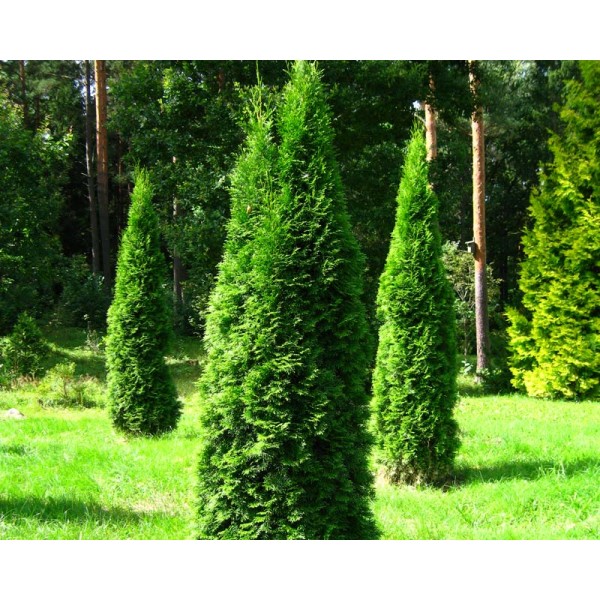 Туя западная Фастигиата (Thuja occidentalis Fastigiata) С5