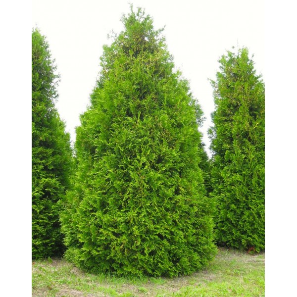 Туя западная Frieslandia (Thuja occidentalis) С5