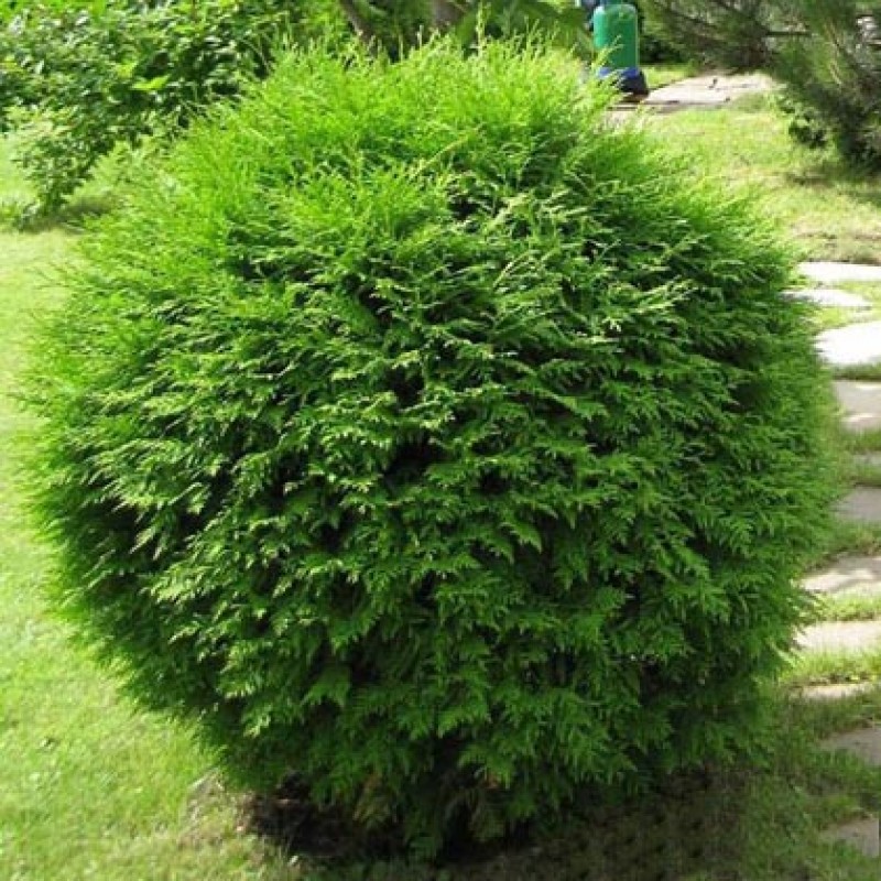Туя западная Глобоза (Thuja occidentalis Globosa) С2