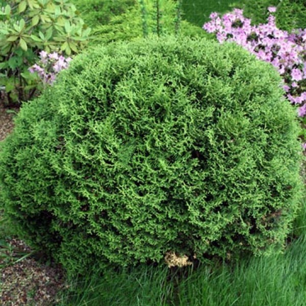 Туя западная Hoseri (Thuja occidentalis) С10