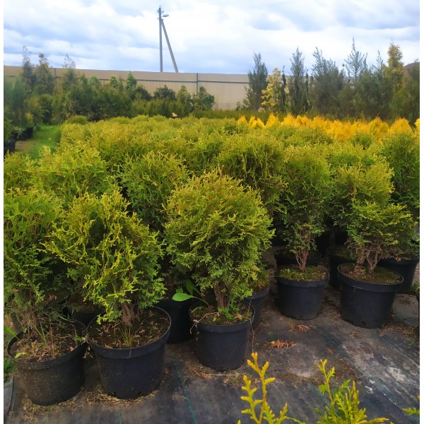 Туя западная Hoseri (Thuja occidentalis) С10