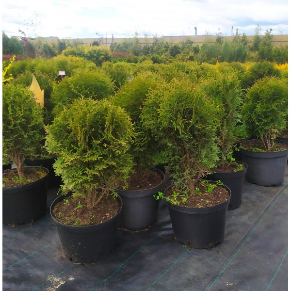 Туя западная Хозери (Thuja occidentalis Hoseri) С10