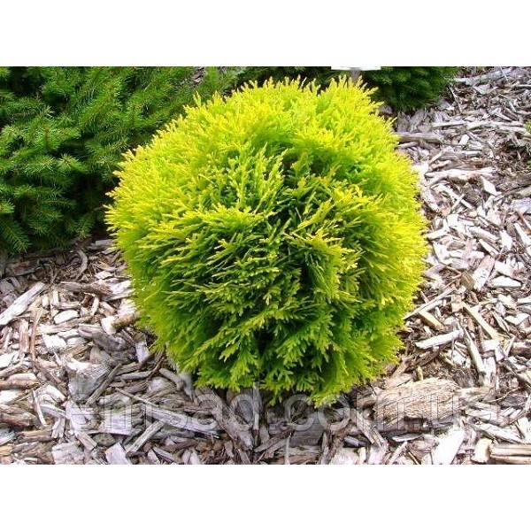 Туя западная Мириам (Thuja occidentalis Mirjam) С2