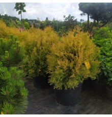 Туя западная Rheingold (Thuja occidentalis Rheingold) C2