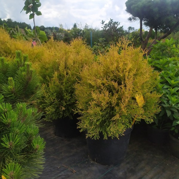 Туя западная Rheingold (Thuja occidentalis Rheingold) C2