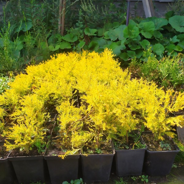 Туя западная Rheingold (Thuja occidentalis Rheingold) C2