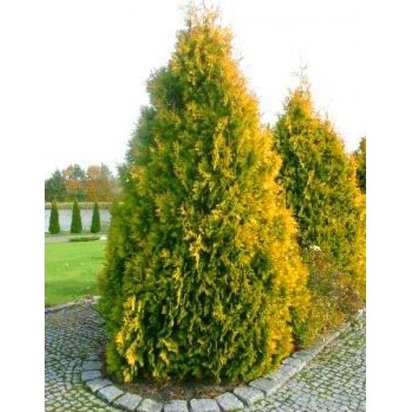Туя западная Санкист (Thuja occidentalis Sankist) С5