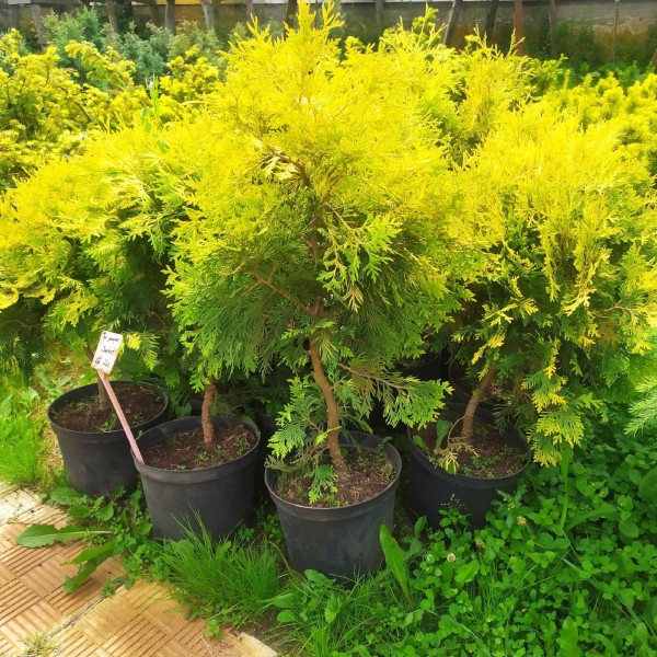 Туя западная Санкист (Thuja occidentalis Sankist) С5