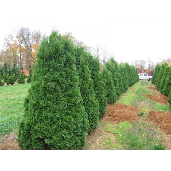 Туя западная Спиралис (Thuja occidentalis Spiralis) С5