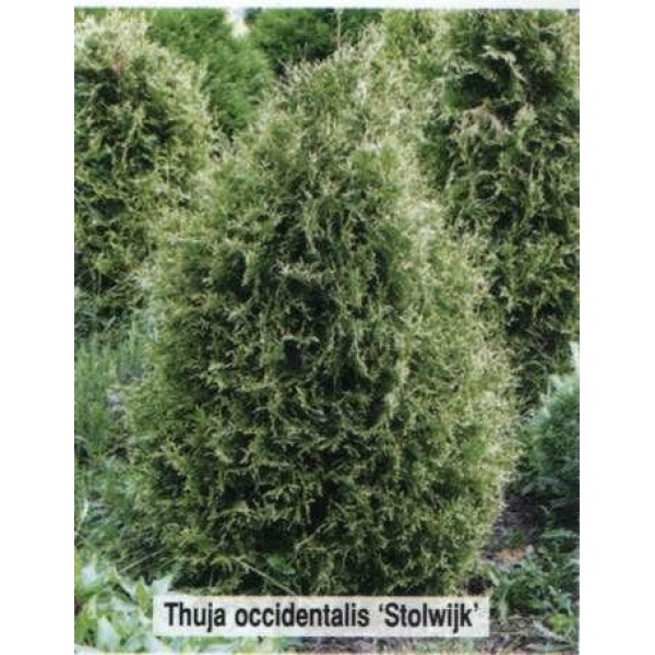 Туя западная Столвик (Thuja occidentalis Stolwijk) С2