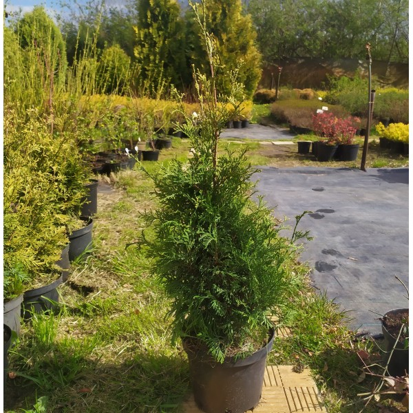 Туя западная Столвик (Thuja occidentalis Stolwijk) С2