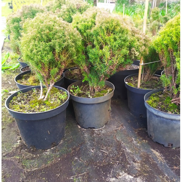 Туя западная Teddy (Thuja occidentalis) С2