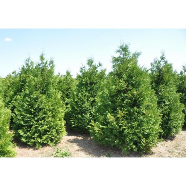 Туя западная Ваксен (Thuja occidentalis Waxen) C5