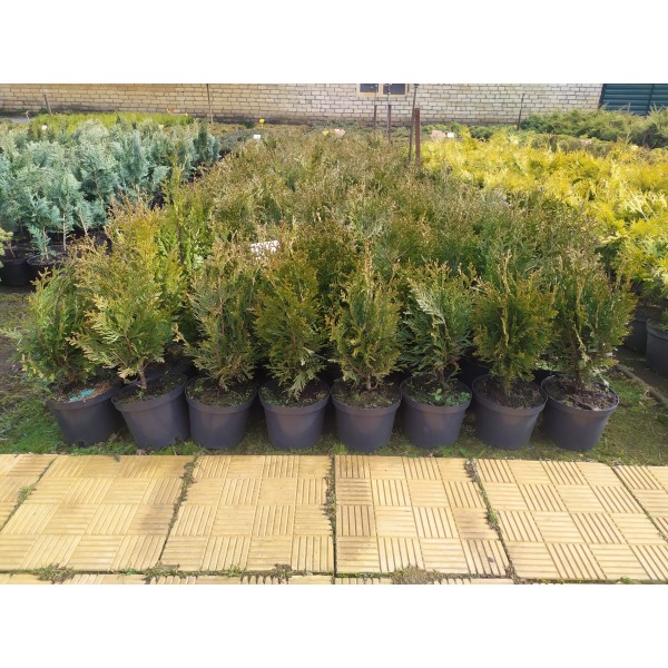 Туя западная Ваксен (Thuja occidentalis Waxen) C5