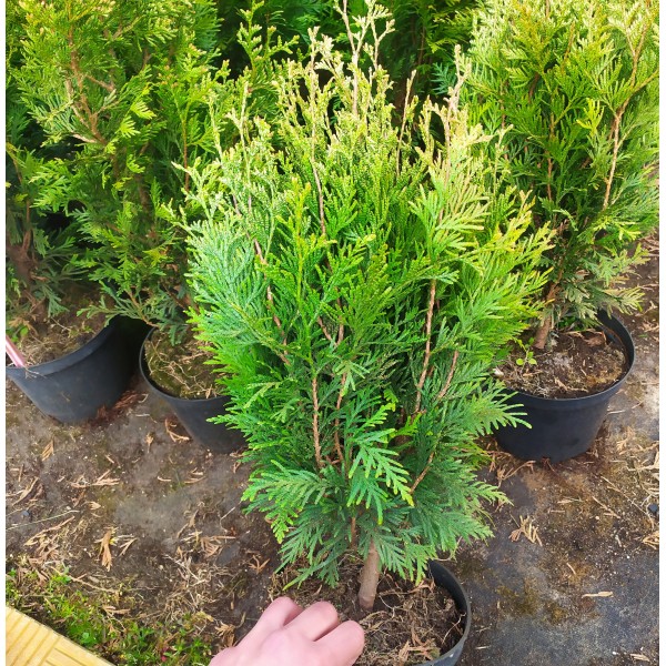 Туя западная Ваксен (Thuja occidentalis Waxen) C5