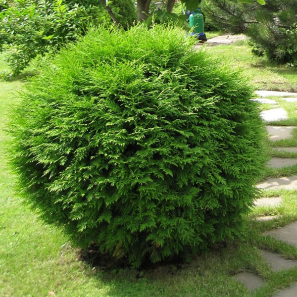 Туя западная Woodwardi (Thuja occidentalis) C3
