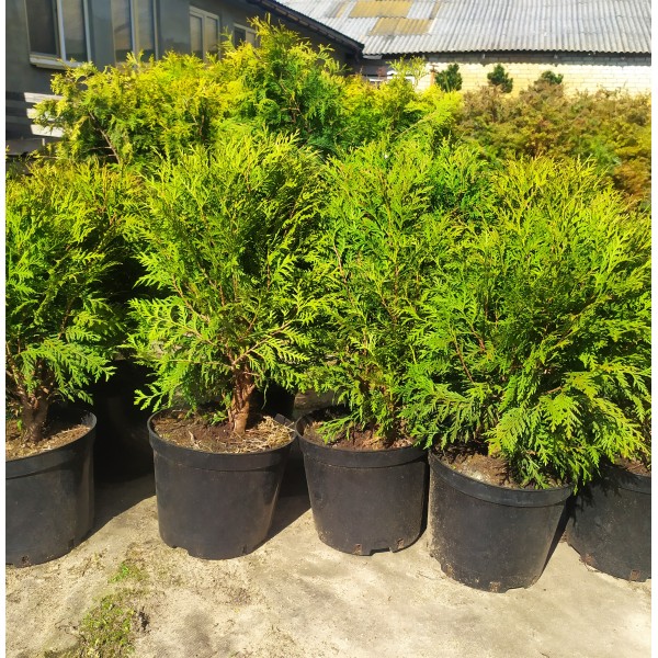 Туя западная Woodwardi (Thuja occidentalis) C3