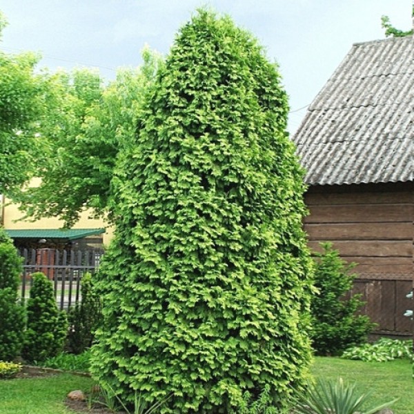 Туя западная "Wareana Lutescens" (Thuja occidentalis), С2