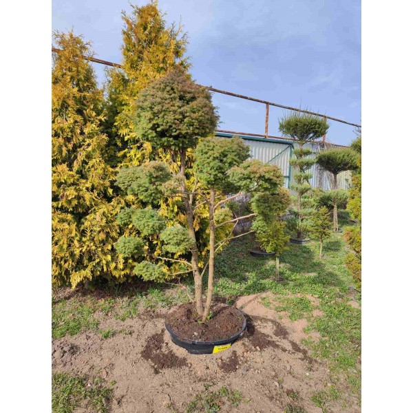 Бонсаи кипарисовик Lombards С40