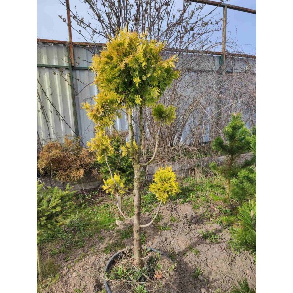 Бонсаи туя Stolwijk С30