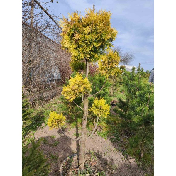 Бонсаи туя Stolwijk С30