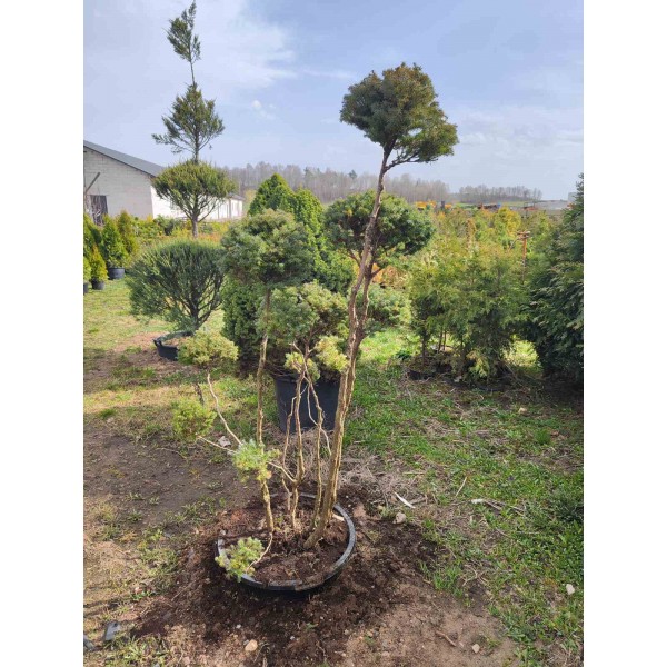 Бонсаи кипарисовик Lombards С40