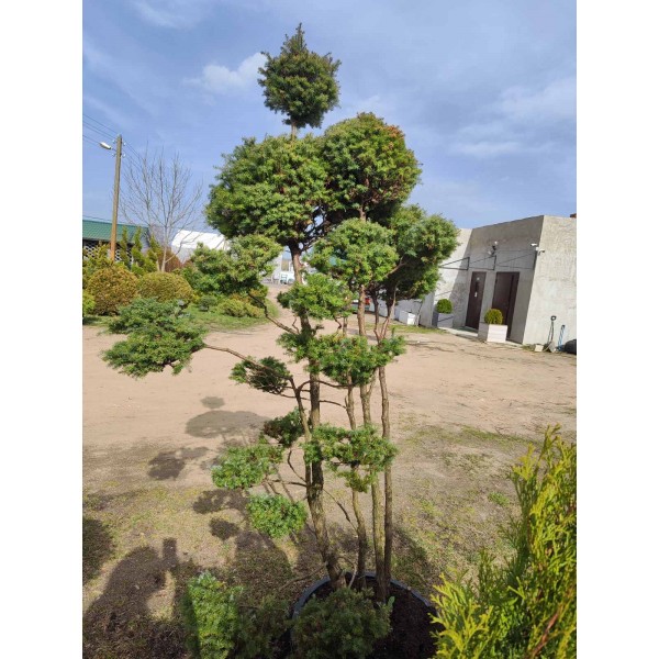 Бонсаи кипарисовик Lombards С40